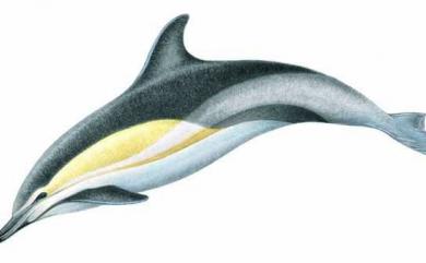 Delphinus capensis Gray, 1828 長吻真海豚