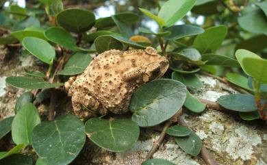 Duttaphrynus melanostictus (Schneider, 1799) 黑眶蟾蜍