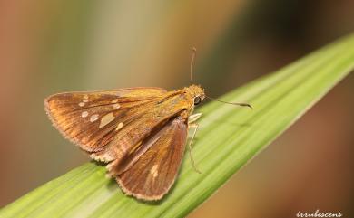 Polytremis lubricans kuyaniana (Matsumura, 1919) 黃紋孔弄蝶