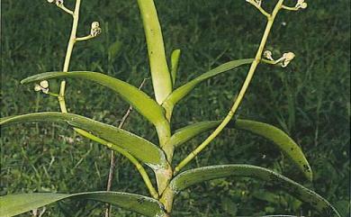 Trichoglottis luchuensis (Rolfe) Garay & H.R.Sweet 豹紋蘭