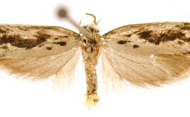 Ethmia guangzhouensis Liu, 1980 廣州篩蛾