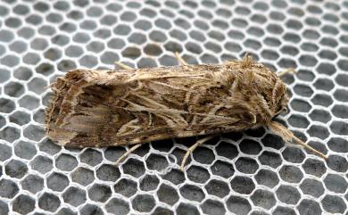 Spodoptera litura (Fabricius, 1775) 斜紋夜盜蛾