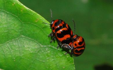 Cryptocephalus trifasciatus Fabricius, 1787 三帶筒金花蟲