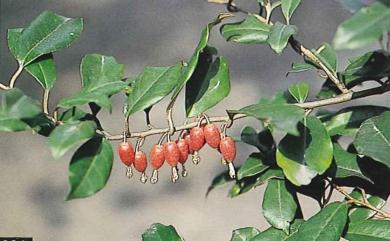 Elaeagnus formosana Nakai 臺灣胡頹子