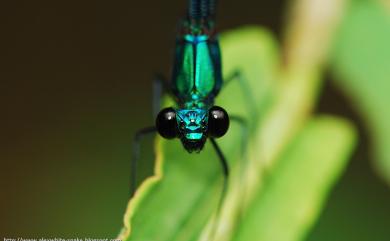 Matrona cyanoptera Hämäläinen & Yeh, 2000 白痣珈蟌