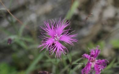 Dianthus pygmaeus Hayata 玉山石竹