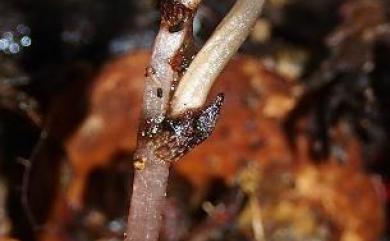 Gastrodia uraiensis T.C.Hsu & C.M.Kuo 烏來赤箭