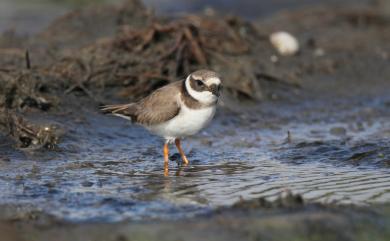 Charadrius hiaticula tundrae 環頸鴴