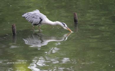 Ardea cinerea jouyi 蒼鷺