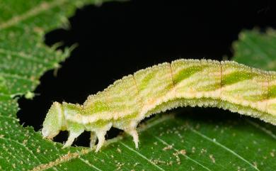 Pingasa ruginaria pacifica Inoue, 1964 基黃粉尺蛾