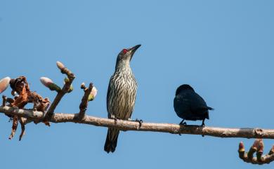 Aplonis panayensis (Scopoli, 1786) 亞洲輝椋鳥