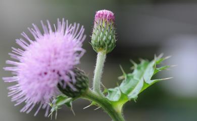 Cirsium japonicum var. australe Kitam. 南國小薊