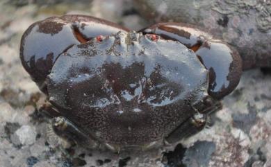 Menippe rumphii (Fabricius, 1798) 繆氏哲蟹