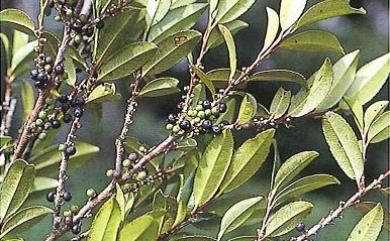 Eurya glaberrima Hayata 厚葉柃木