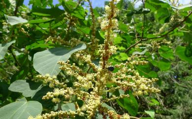 Mallotus japonicus (Spreng.) Müll. Arg. 野桐