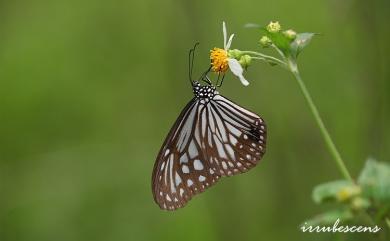 Parantica aglea maghaba (Fruhstorfer, 1909) 絹斑蝶