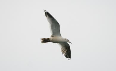 Larus canus kamtschatschensis Bonaparte, 1857 海鷗(堪察加亞種)