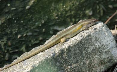 Eutropis multifasciata (Kunl, 1820) 多線真稜蜥