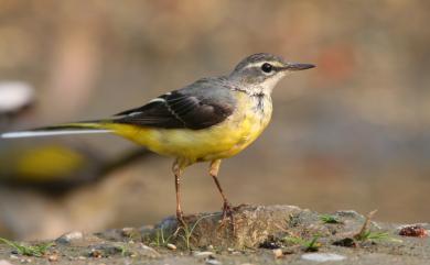 Motacilla cinerea cinerea TunStall, 1771 灰鶺鴒