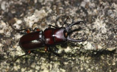 Miwanus formosanus (Miwa, 1929) 雙鉤鋸鍬形蟲