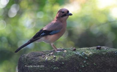 Garrulus glandarius taivanus Gould, 1863 松鴉