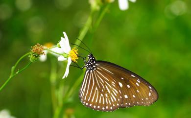 Euploea mulciber barsine Fruhstorfer, 1904 異紋紫斑蝶