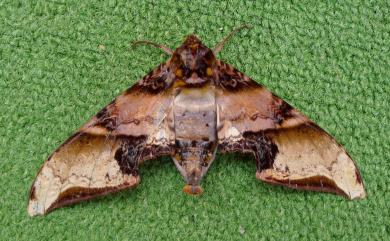 Amplypterus mansoni takamukui (Matsumura, 1930) 臀角斑天蛾