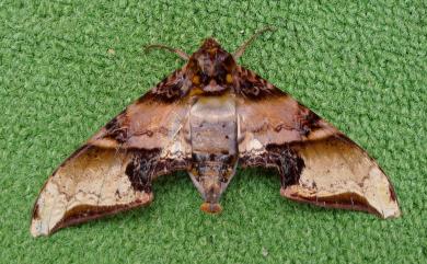 Amplypterus mansoni takamukui (Matsumura, 1930) 臀角斑天蛾