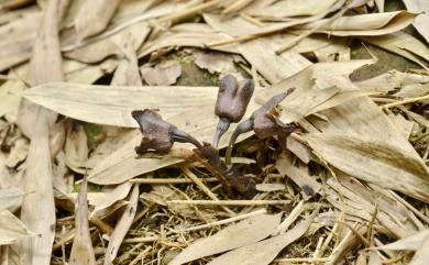 Gastrodia pubilabiata 冬赤箭