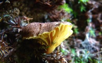 Phylloporus bellus (Mass.) Corner 美麗褶孔牛肝菌