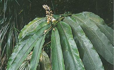 Alpinia mesanthera 角板山月桃