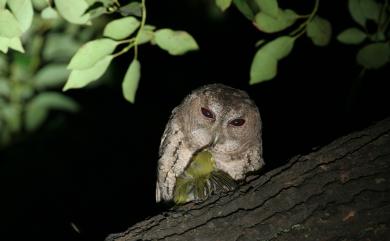 Otus lettia glabripes (Swinhoe, 1870) 領角鴞(台灣亞種)