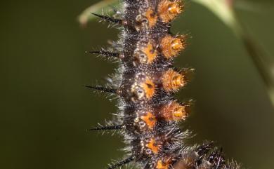 Nymphalis xanthomelas formosana (Matsumura, 1925) 緋蛺蝶