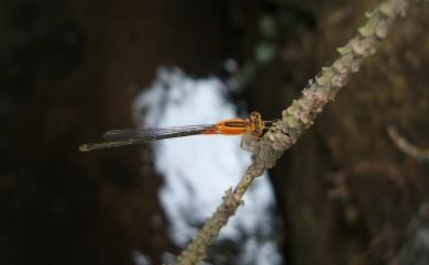 Ischnura senegalensis (Rambur, 1842) 青紋細蟌