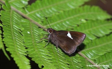 Notocrypta feisthamelii arisana Sonan, 1930 連紋袖弄蝶(臺灣亞種)