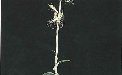 Habenaria polytricha 裂瓣玉鳳蘭