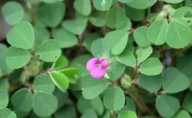 Grona triflora (L.) H.Ohashi & K.Ohashi 蠅翼草