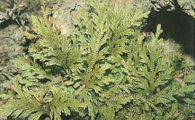 Selaginella repanda 高雄卷柏