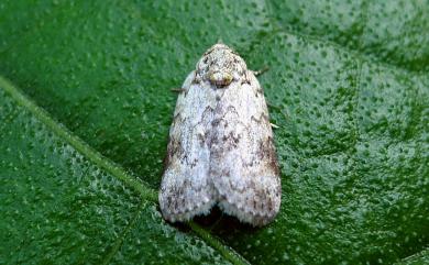 Characoma glaucopasta Hampson, 1912