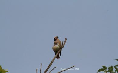 Bombycilla japonica (Siebold, 1824) 朱連雀