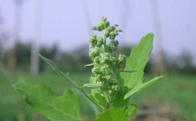 Chenopodium serotinum L. 小葉藜
