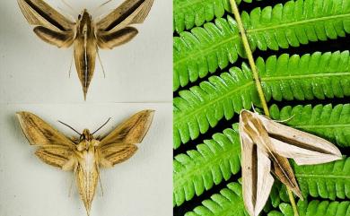 Theretra silhetensis silhetensis Walker, 1856 單斜紋天蛾