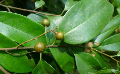 Prunus phaeosticta var. phaeosticta 墨點櫻桃