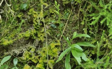 Habenaria iyoensis Ohwi 岩坡玉鳳蘭