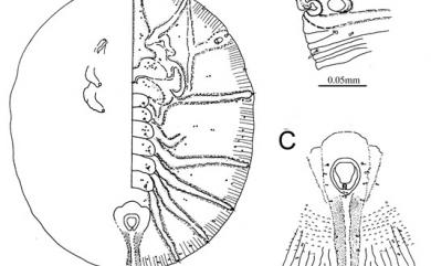 Rhachisphora sanhsiaensis Ko, 1992 三峽脊粉蝨