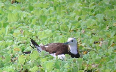 Hydrophasianus chirurgus (Scopoli, 1786) 水雉