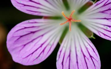 Geranium hayatanum Ohwi 單花牻牛兒苗