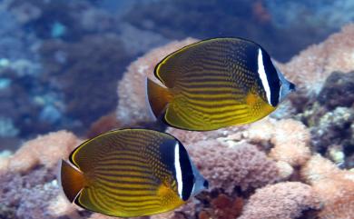 Chaetodon auripes Jordan & Snyder, 1901 耳帶蝴蝶魚