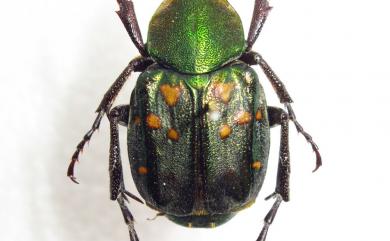 Epitrichius elegans (Kano, 1931) 綠艷長腳花金龜