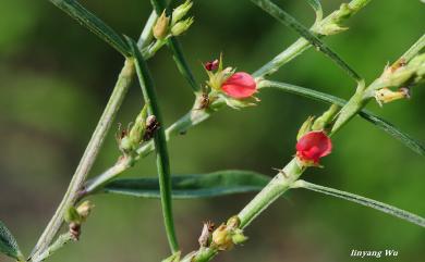 Indigofera linifolia 細葉木藍